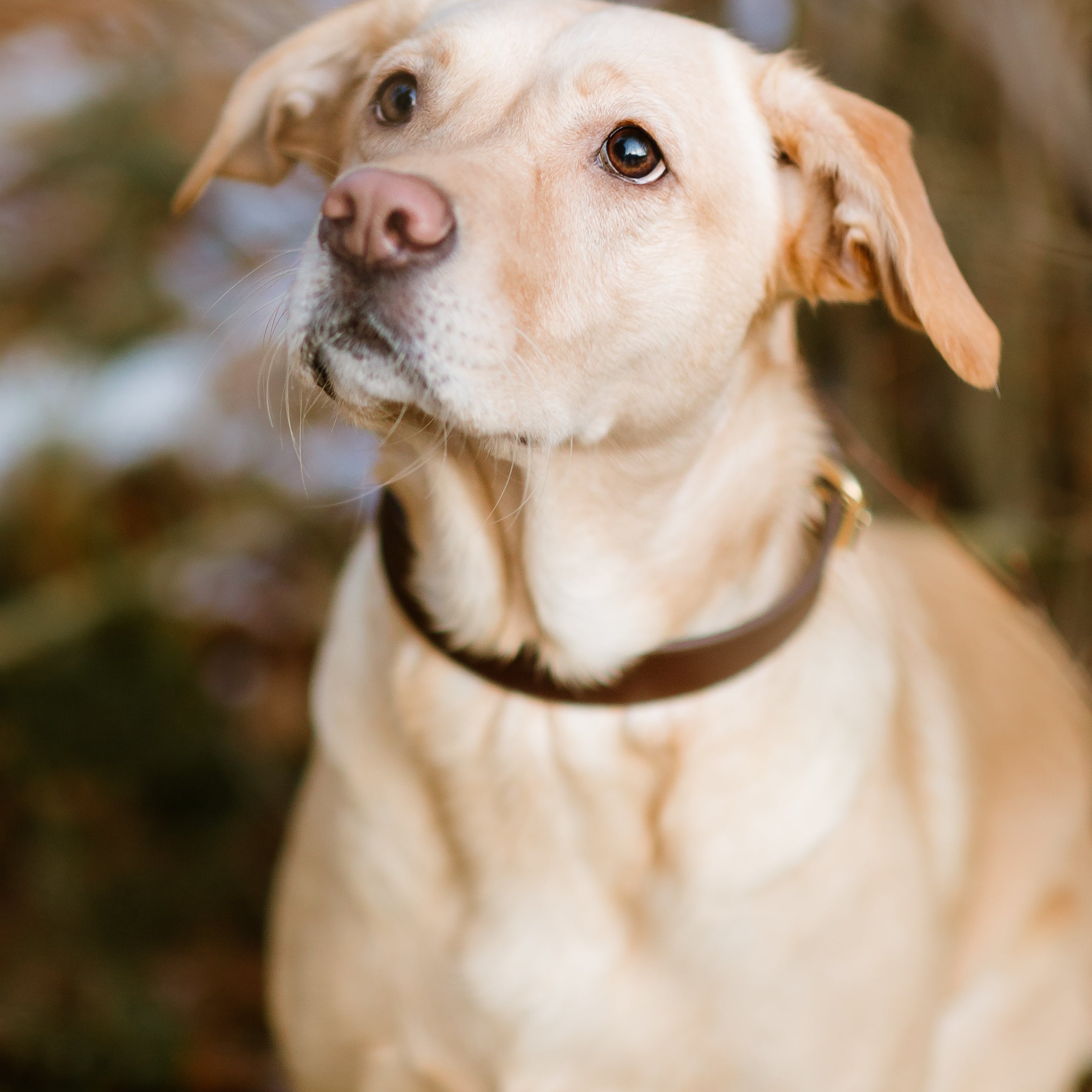 coffee-brown-dog-collar-large-thin.jpg