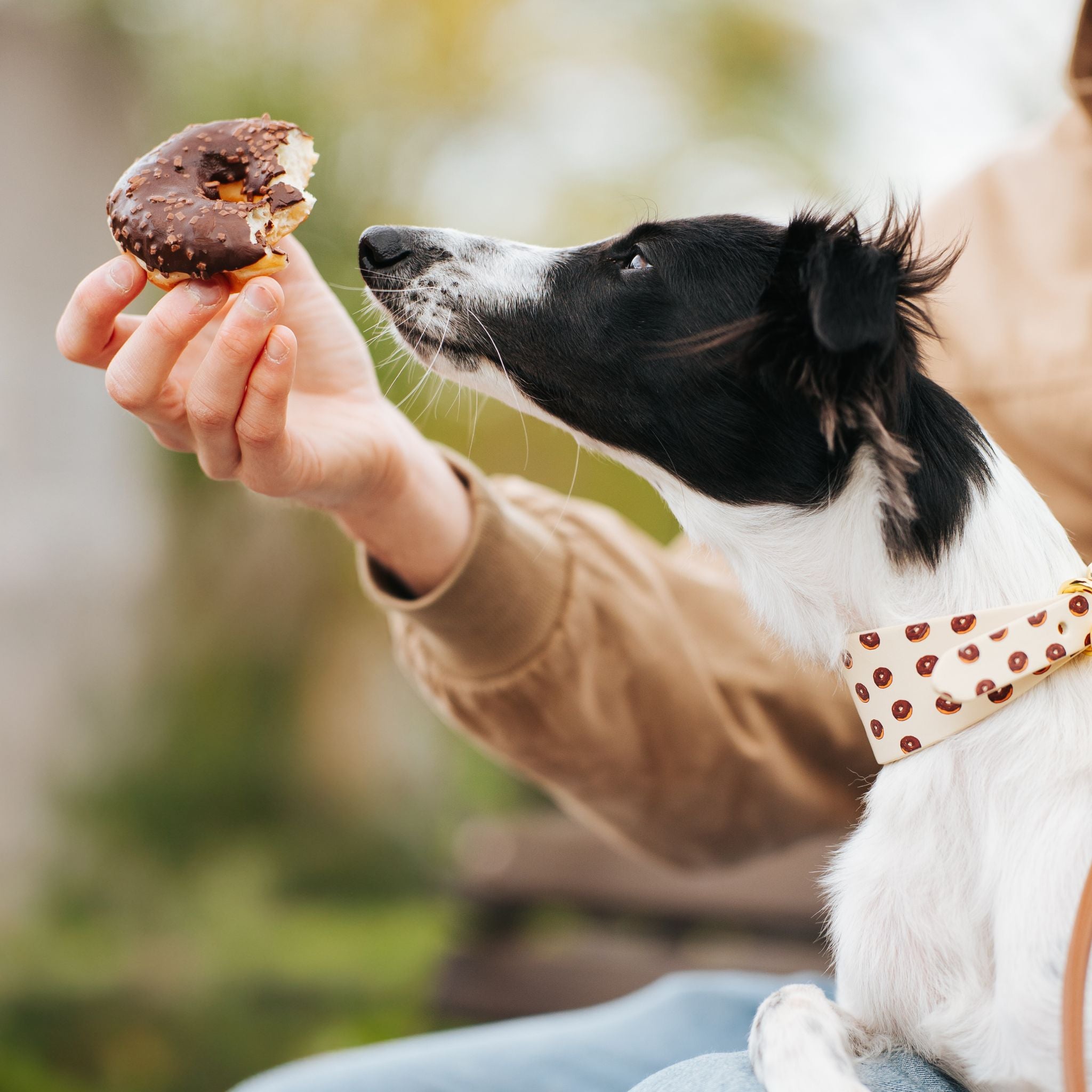 Donuts Dog Collar Wide