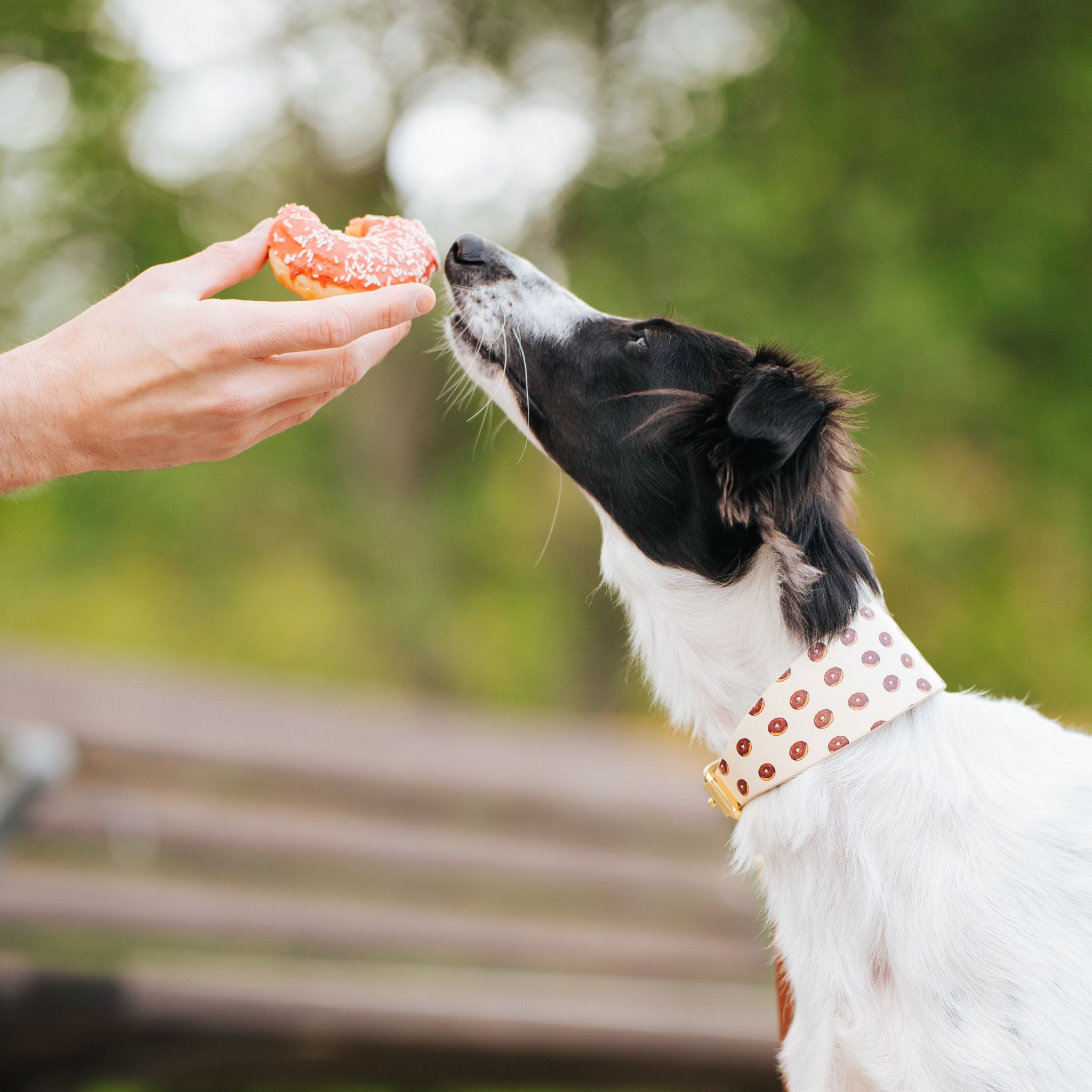 Donuts Dog Collar Wide