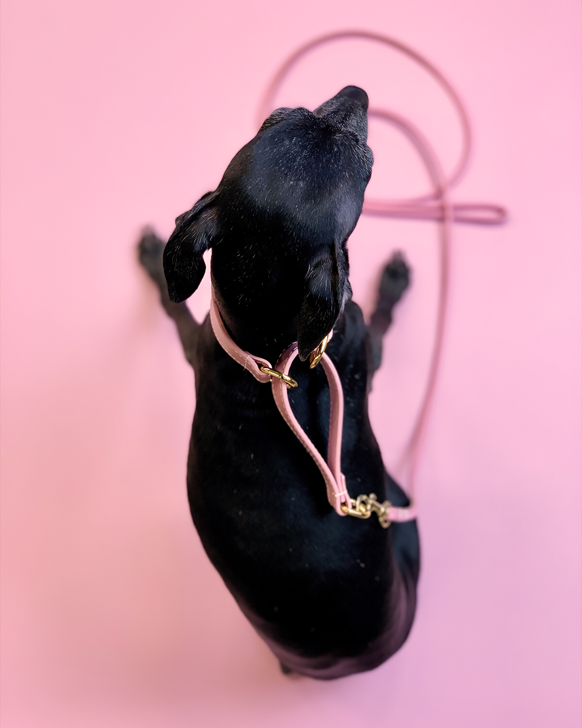 italian-greyhound-pink-martingale-collar-small-wide.png