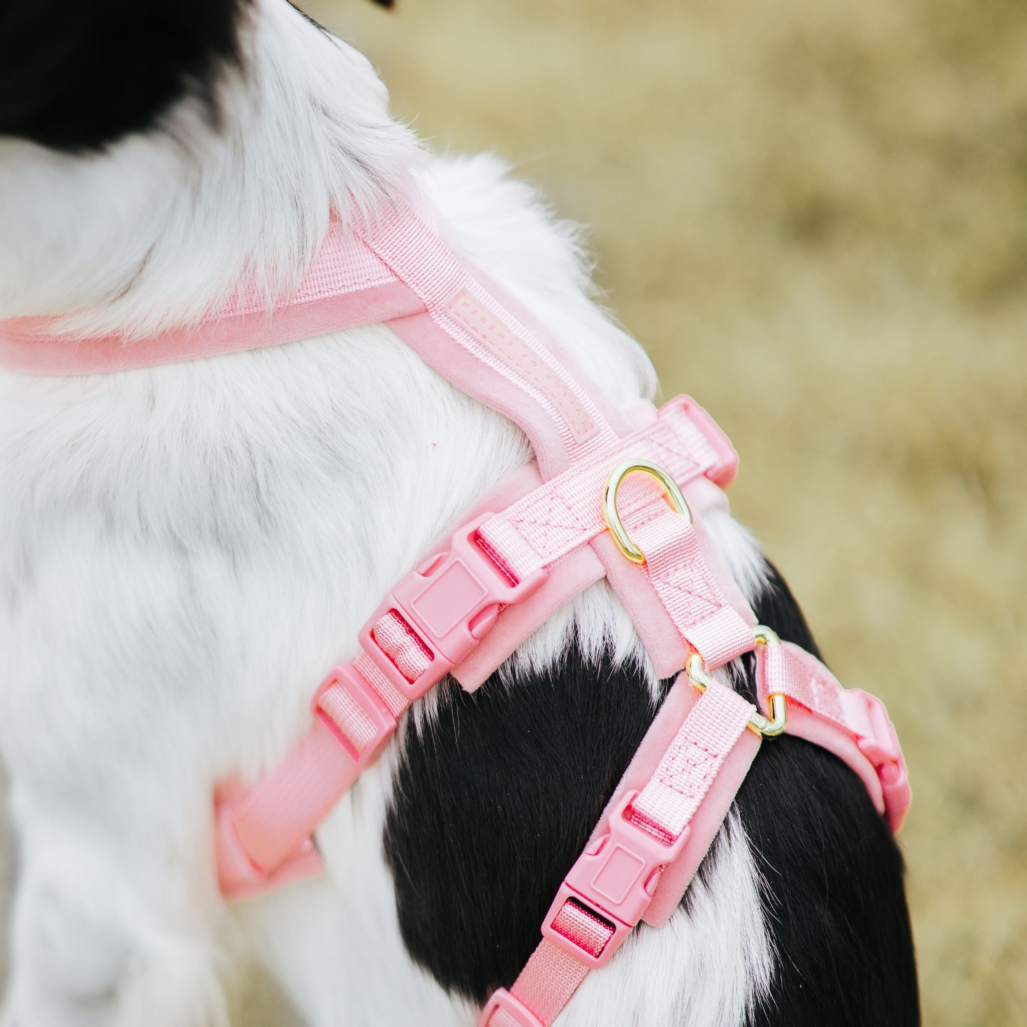 pink-harness-size-s-silkenwindsprite-back.jpg